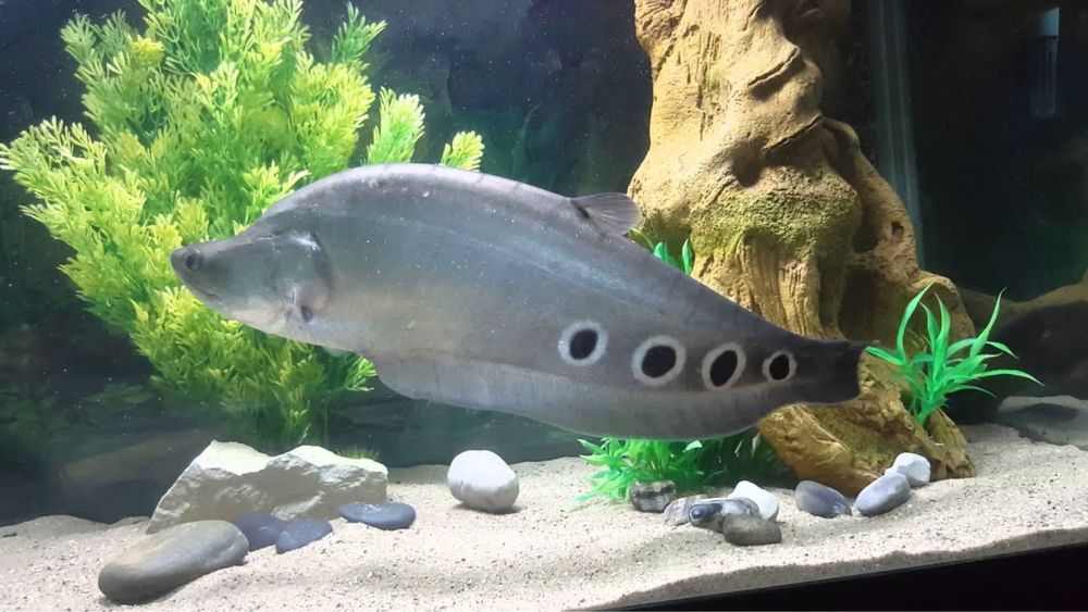 Аквариумные рыбы