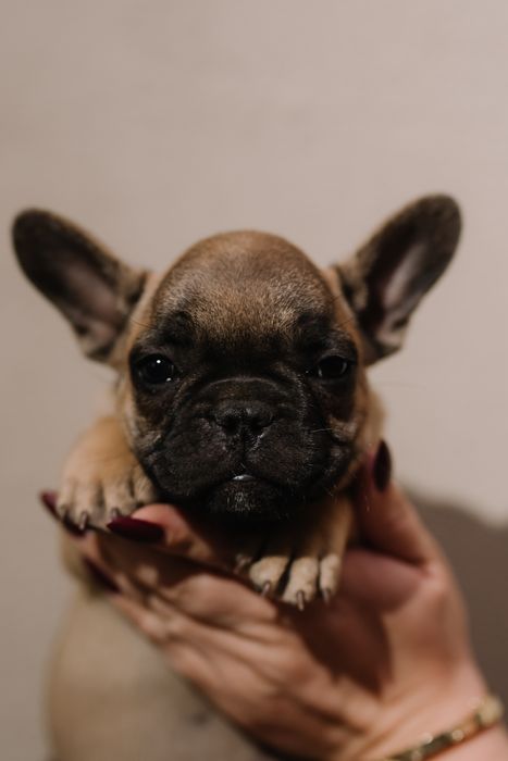 Продам щенков французского бульдога