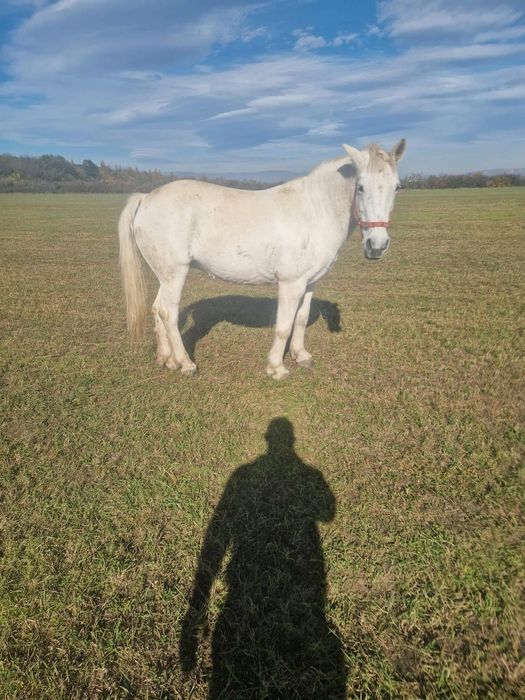 De vânzare iapa de 8 ani