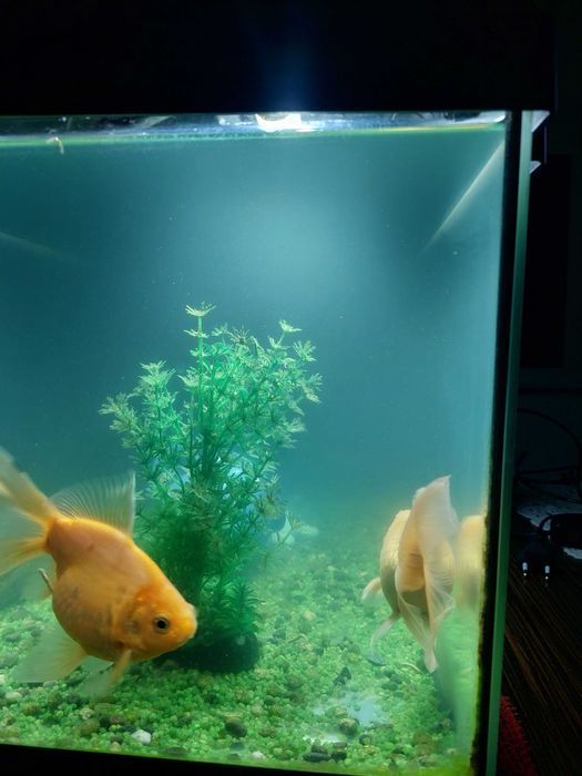 Vand acvariu cu pesti