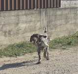 Brac German mascul pedigree