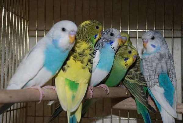 Продаются попугай разных цветов выбор большой