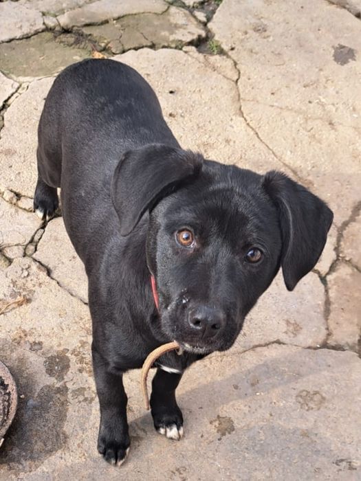 Dau spre adoptie 2 cățele vaccinate.