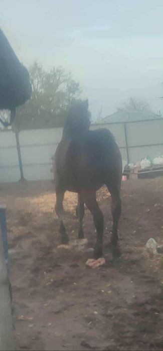 Iapa cu mânz de vanzare