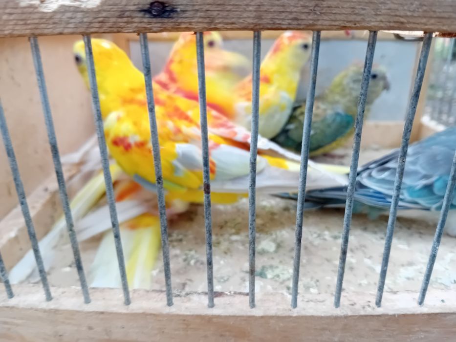 Vând  Kakariki. Agaponis..peruși