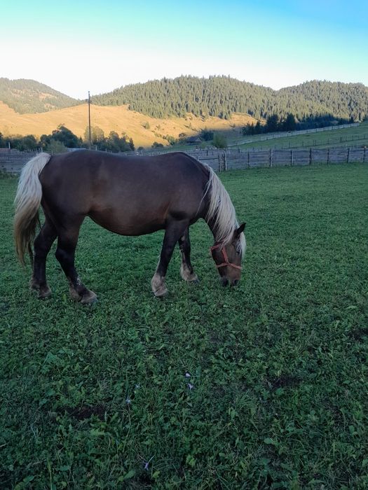 Vand iapa ciocolatie schimb cu vaci