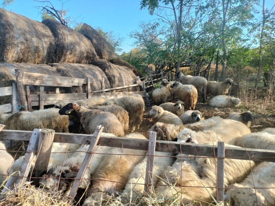 De vânzare oi Țurcane