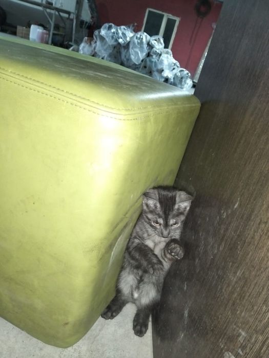 Уже ловит мышек даже крыссы ловит очень умный и