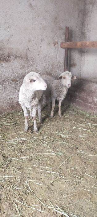 Продам ягнят мощные бодрые мальчики