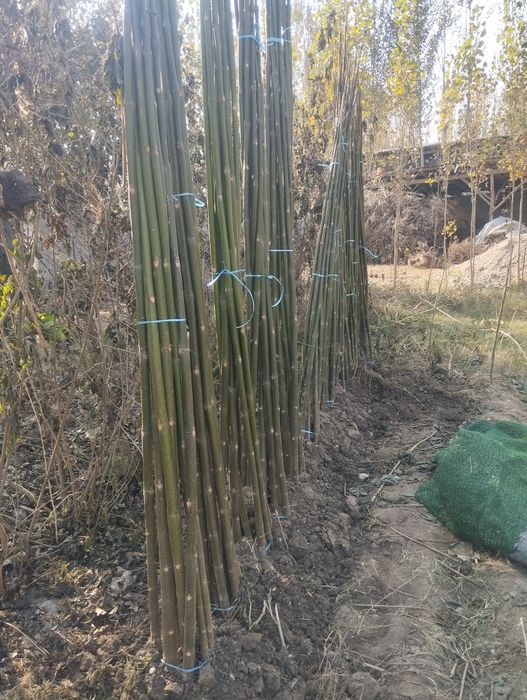 Павлония арзон нархда берилади у́птим