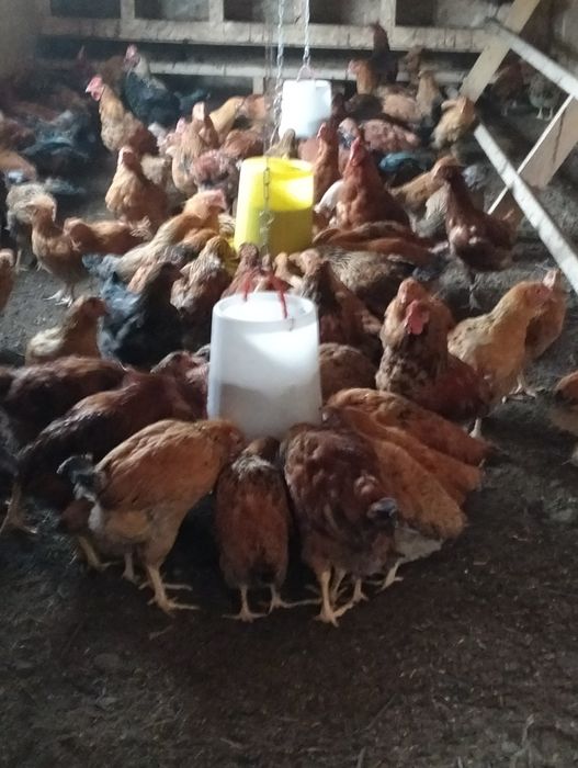 Кучинская Юбилейная продаются