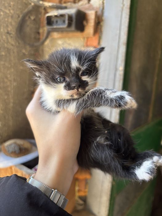 Котенца за подаряване