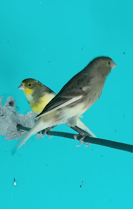 Vand.      canari  Orpheus