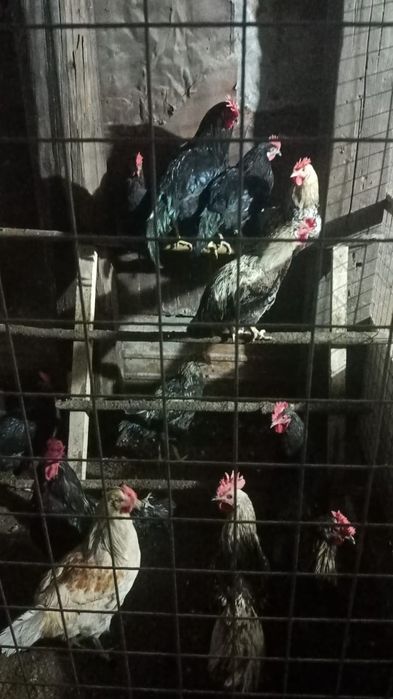 Продажа петухи домашние срочно