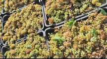 Struguri de vin transport ori unde producție 2025 avem toate soiurile