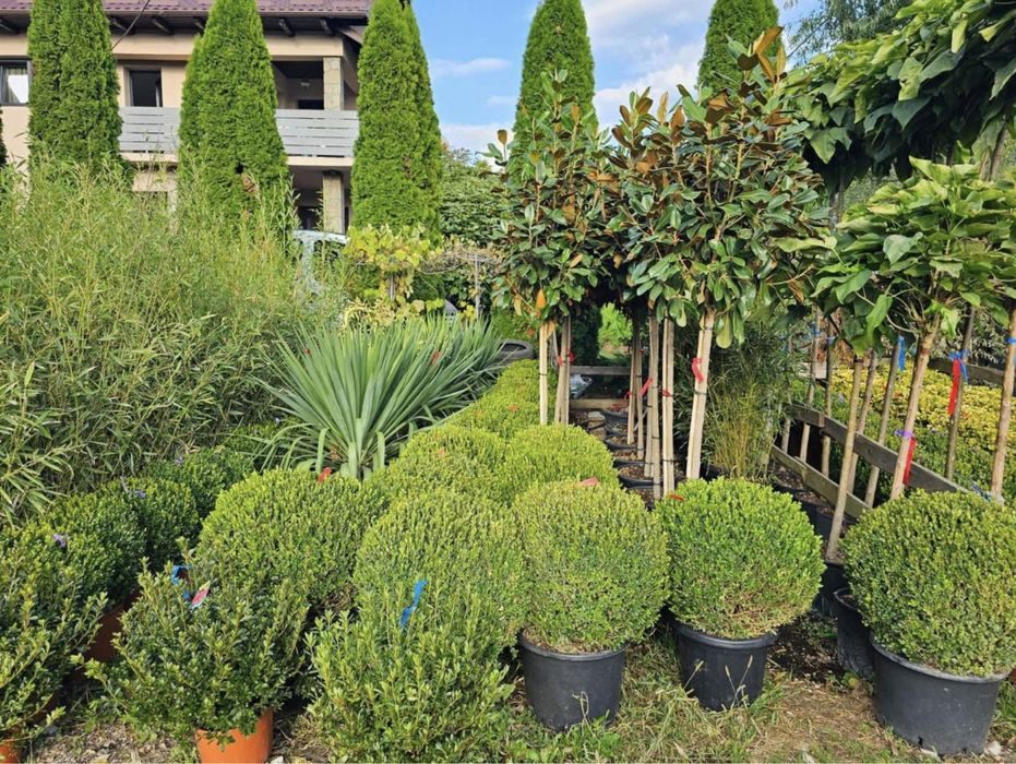 Plante ornamentale aclimatizate