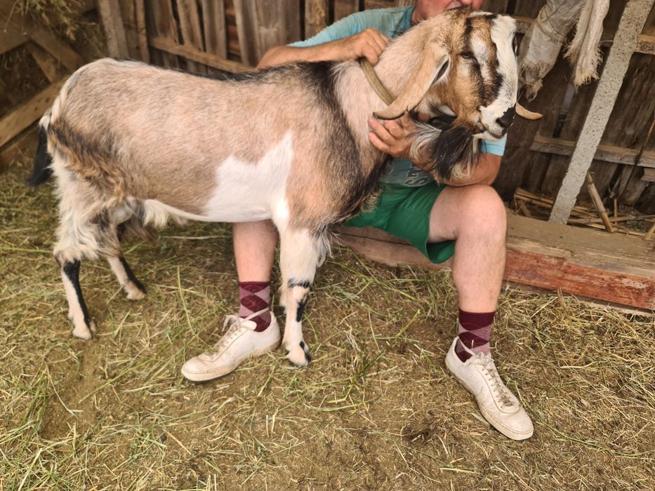 Țapi anglo-nubian si metis anglo cu saanen