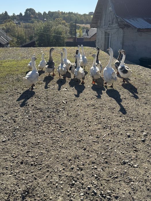 Vand gaste si boboci de anul asta
