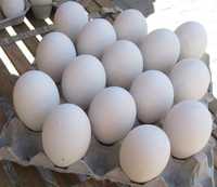 Инкубационные яйца гусей.