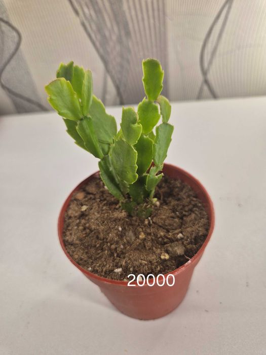 Продаётся комнатные цветы