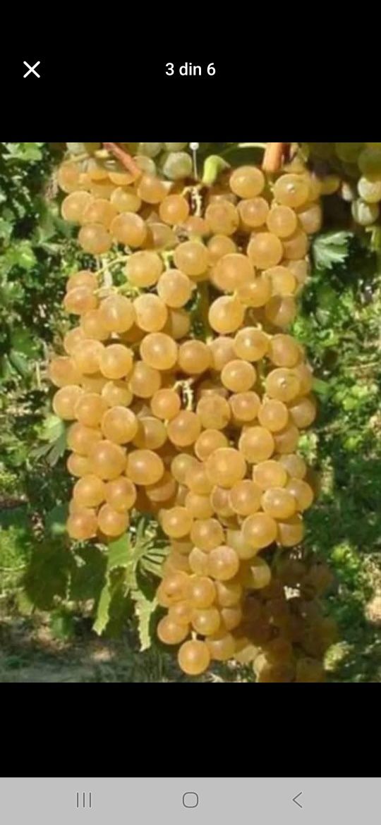 Vindem Struguri de vin transport oriunde în tara!!!