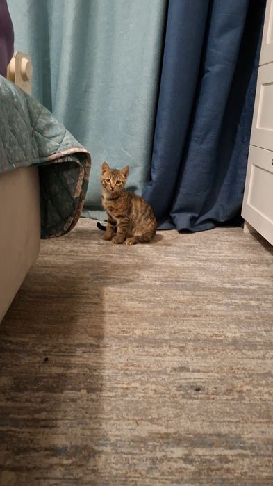 Отдам котят мышеловов