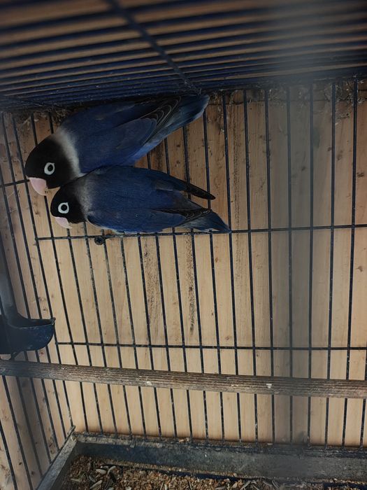 Vând pereche agapornis sau schimb