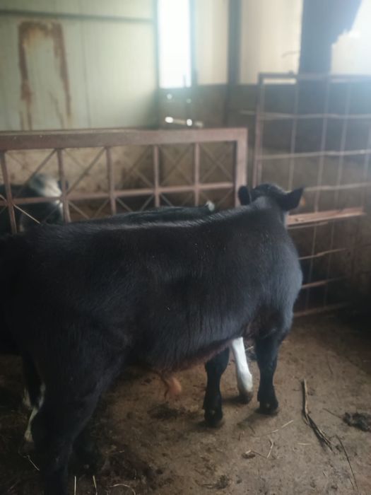 Vand 2 vitei de carne