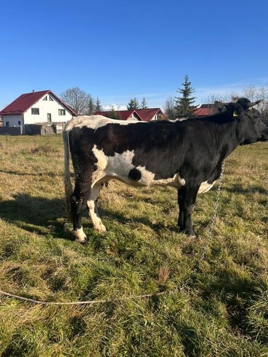 Vând juncă la prima fătare