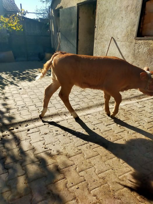 Vand vitea de 3 luni