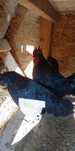 Ayam cemani 2 găini și un cocoș 150 bucata