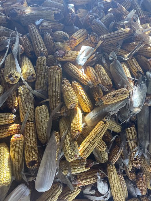 Vand Porumb stiulete