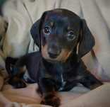 Teckel dachshund baiat