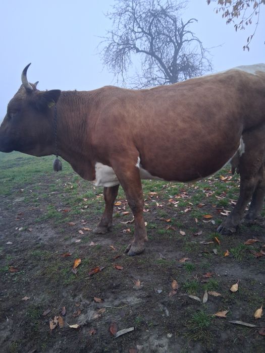 Vând vacă gestanta