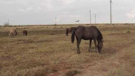 Продам лошадь 470 000