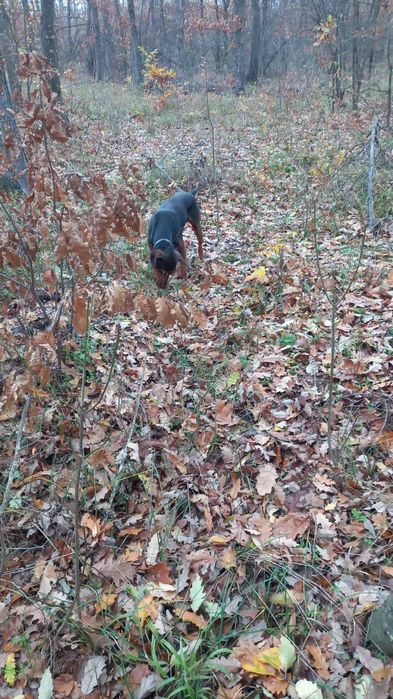 Продавам четири гончета