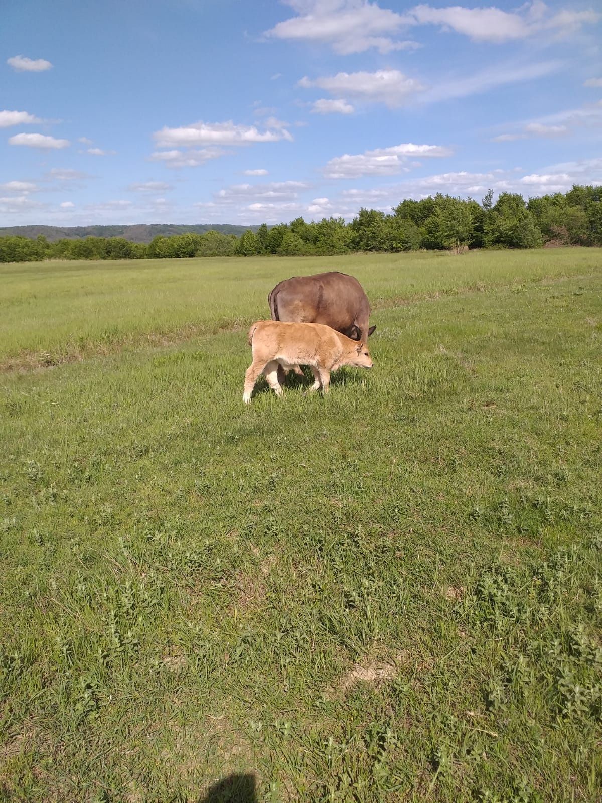 Vaca românească bruna