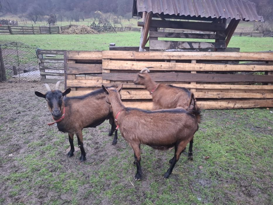 Capre alpine franceze gestante