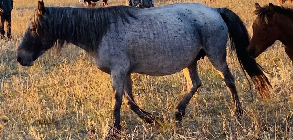 Продам жеребую кобылу Құлыныды бие сатылады