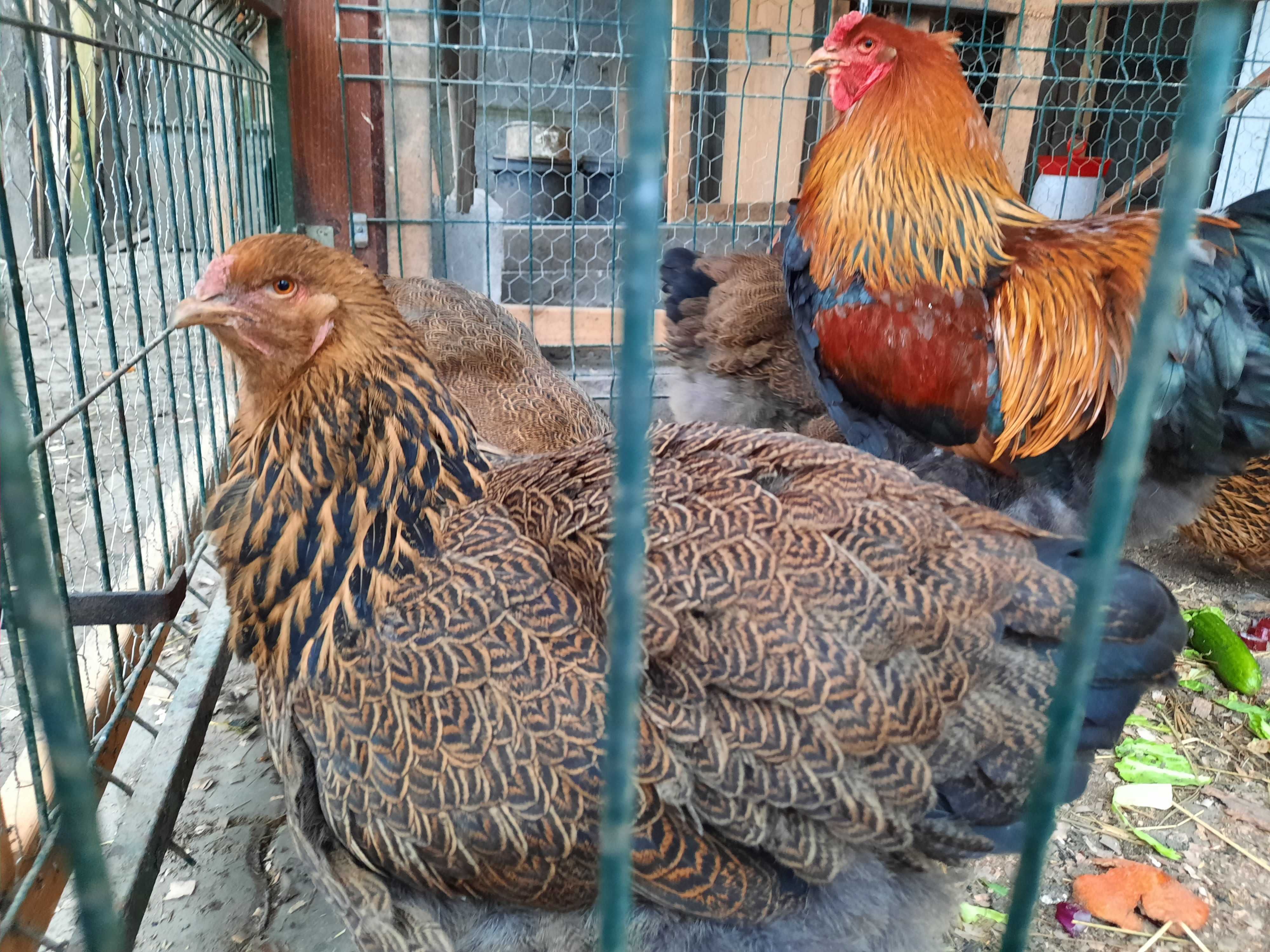 oua wyandotte , araucana , brahma potarnichiu pentru incubat