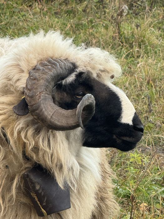 Vand/schimb berbec breaz foarte frumos de un an