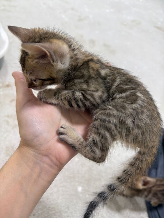 Bengal Ona mushuk va bolalari oʻgʻil qiz bor, bolalari 1,5 oylik