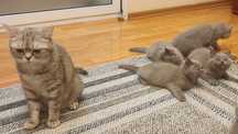 Vand pui british shorthair, femela