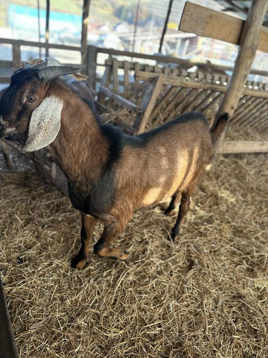 Țapii anglo nubieni