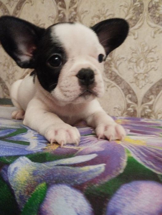 Крутые щенки французского бульдога