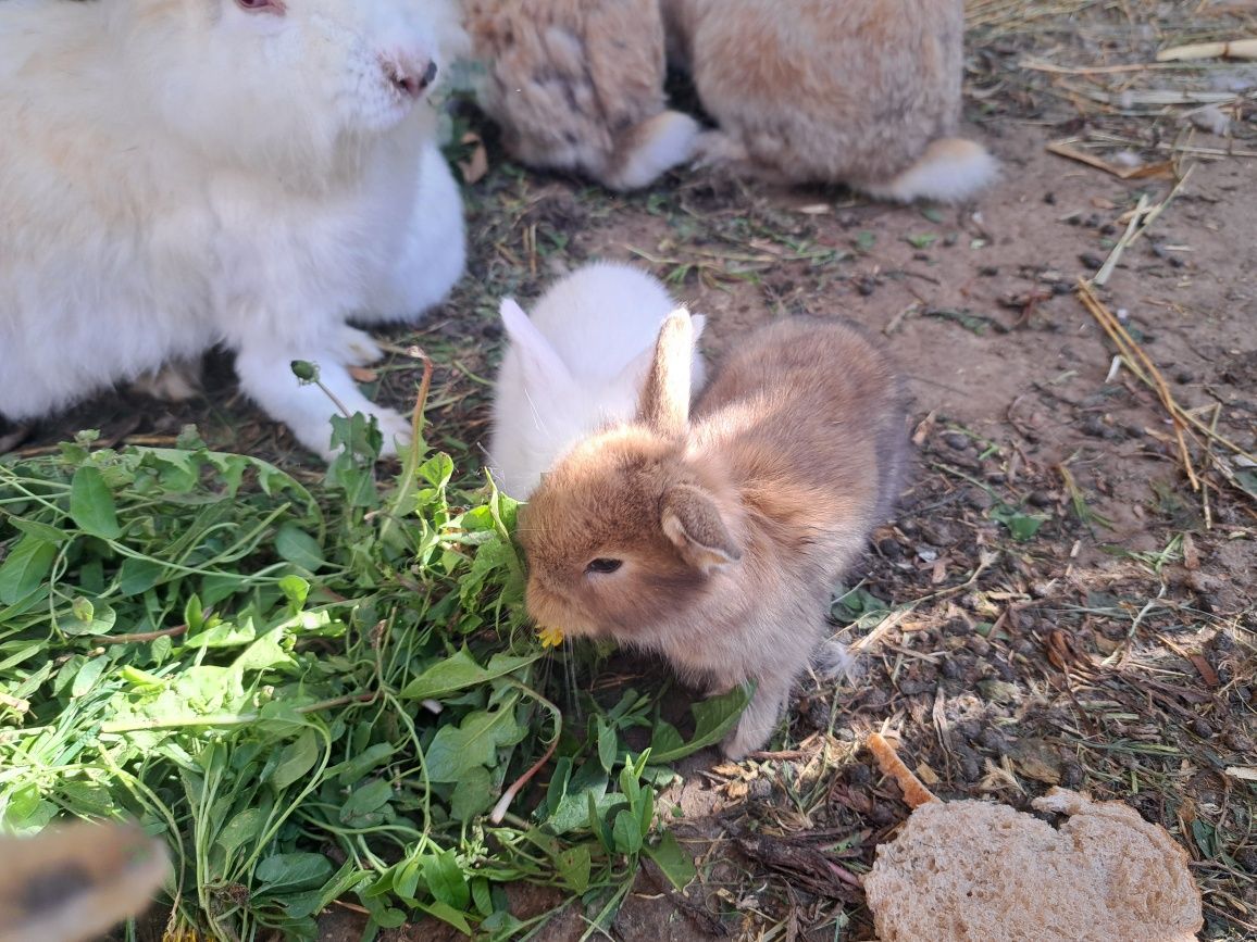 Iepuri mici ,pui, rasa mica de frumusețe  iepurasi