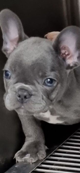 Bulldog francez femela blue