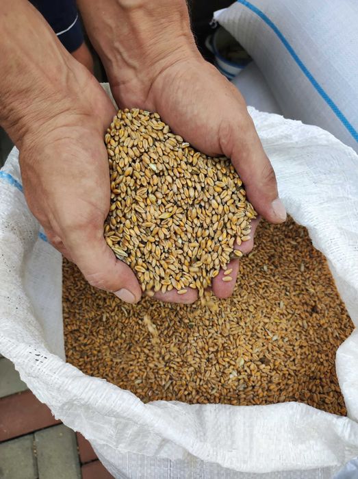 Grâu producție 2025