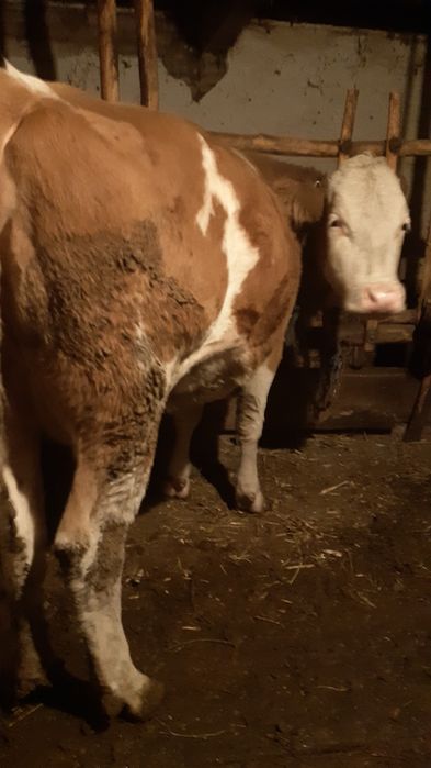 Vand vaca gestanta 8 luni