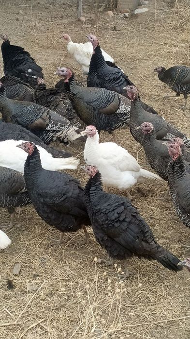 Продам домашних индюков и индюшек.